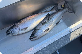[Species] caught on a fishing charter in British Columbia